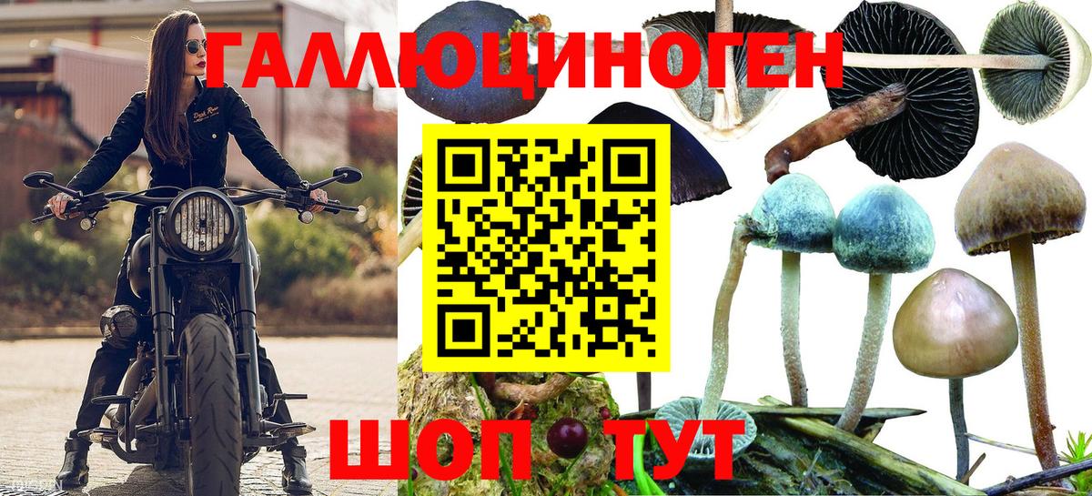 Карачаевск  Псилоцибиновые грибы Psilocybine cubensis  Вход с VPN 